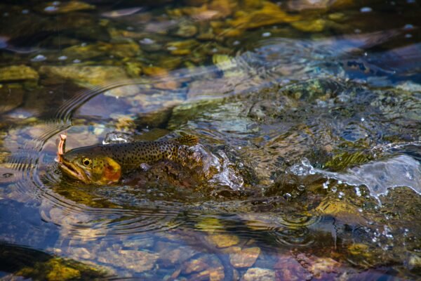 Forelle die gerade aus dem Wasser gezogen wird.