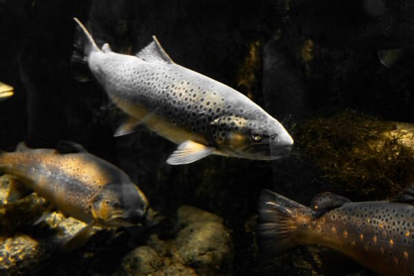 Foto einer Forelle unter Wasser