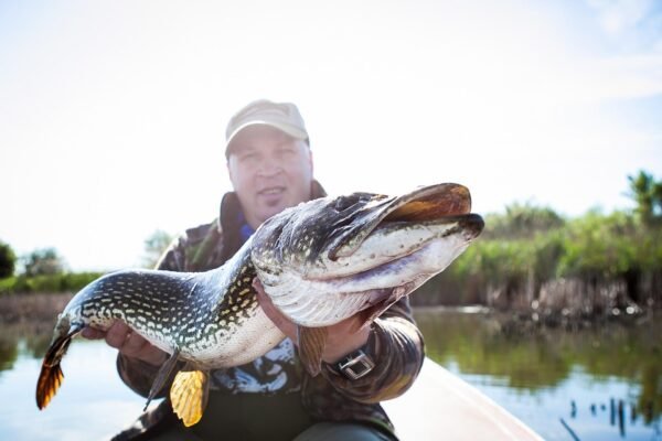 Großer Hecht wird nach erfolgreichem Fang von einem Angler am Gewässer präsentiert.