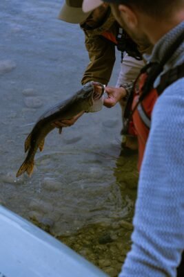 Angler setzt einen Hecht nach dem Fang schonend im flachen Wasser zurück.