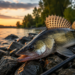 Großer Zander auf Steinen am Flussufer neben einer Spinnrute bei Sonnenuntergang.