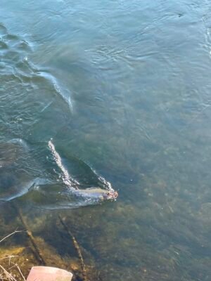 Fisch wird eingeholt am Haken