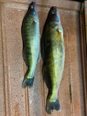 Gefangene Zander vor dem filetieren
