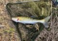 Angeln auf Zander mit Köderfisch: Montagen, Köder und Tipps