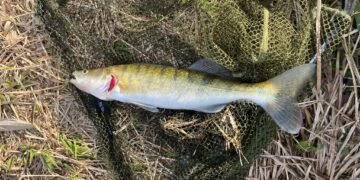 Angeln auf Zander mit Köderfisch: Montagen, Köder und Tipps