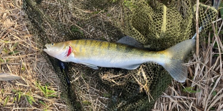 Angeln auf Zander mit Köderfisch: Montagen, Köder und Tipps