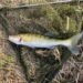 Angeln auf Zander mit Köderfisch: Montagen, Köder und Tipps