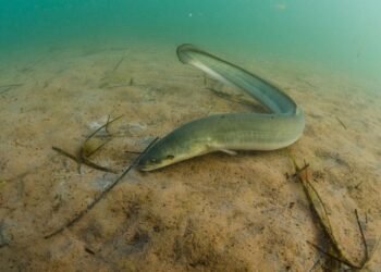 Europäischer Aal über sandigem Gewässergrund mit einzelnen Wasserpflanzen