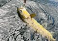 Bachforelle mit einem Blinker im Maul an der Wasseroberfläche