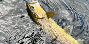 Bachforelle mit einem Blinker im Maul an der Wasseroberfläche