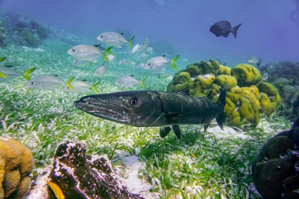 Großer Barrakuda schwimmt mit anderen Meeresfischen über einem Riff