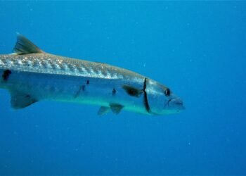 Großer Barrakuda schwimmt durch blaues Meerwasser