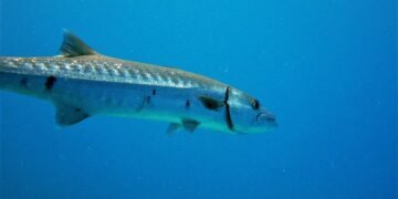 Großer Barrakuda schwimmt durch blaues Meerwasser