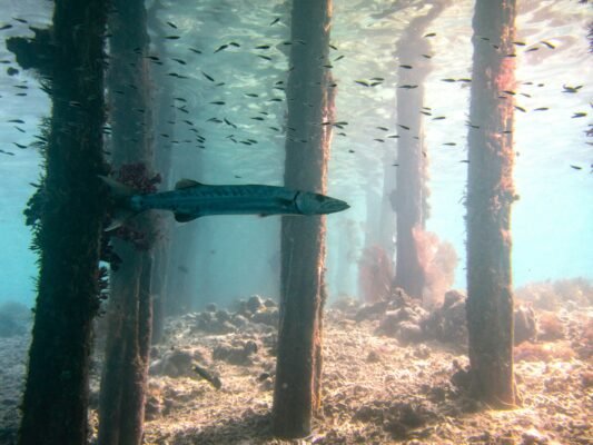 Barrakuda schwimmt zwischen bewachsenen Pfeilern und kleinen Fischen