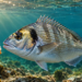 Goldbrasse (Dorade) schwimmt vor einem Naturköder über felsigem Meeresgrund im klaren Mittelmeerwasser. KI-generiert