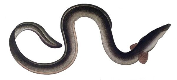 Historische Illustration eines Europäischen Aals mit langgestrecktem Körper