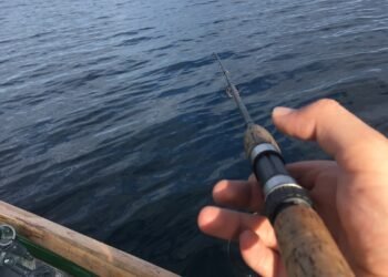 Fischen am Bodensee: Fischarten, Angelplätze und wichtige Tipps