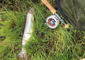 Gefangene Forelle neben Fliegenrute und Fliegenrolle im Gras