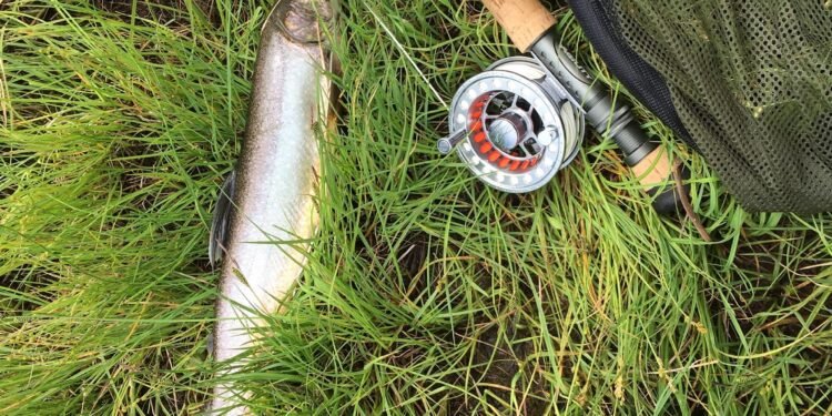 Gefangene Forelle neben Fliegenrute und Fliegenrolle im Gras