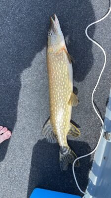 Gefangener Hecht auf dem Boden eines Angelboots auf dem Bodensee
