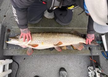 Angler misst einen großen Hecht auf einer Messmatte im Boot