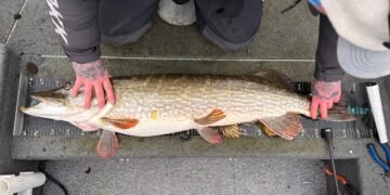 Angler misst einen großen Hecht auf einer Messmatte im Boot