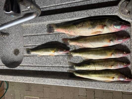 Mehrere gefangene Zander nach dem Angeln am Bodensee