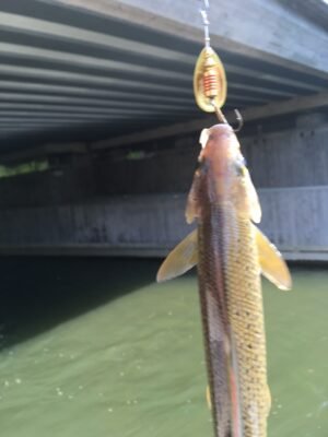 Gefangene Äsche an einem Spinner unter einer Brücke