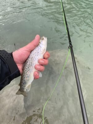 Meine gefangene Forelle beim Angeln mit der Rute am Wasser