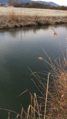 Radolfzeller Aach mit ruhigem Flussabschnitt und Schilf am Ufer