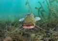 Wels unter Wasser in seinem natürlichen Lebensraum