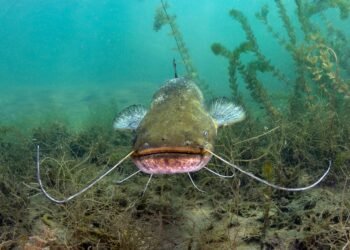 Wels unter Wasser in seinem natürlichen Lebensraum