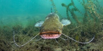 Wels unter Wasser in seinem natürlichen Lebensraum