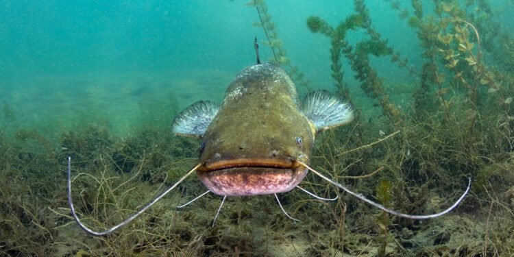 Wels unter Wasser in seinem natürlichen Lebensraum