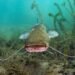Wels unter Wasser in seinem natürlichen Lebensraum