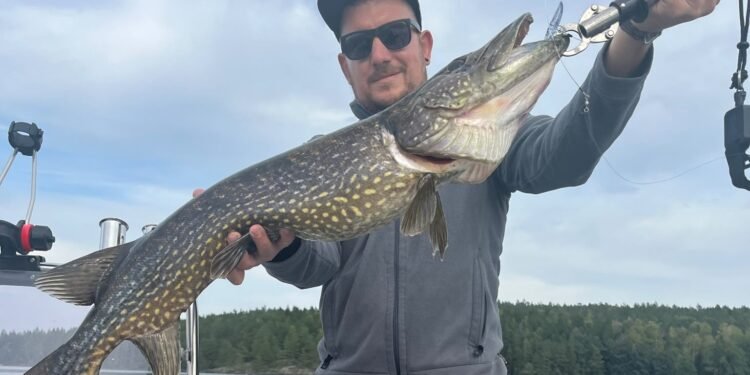 Angler präsentiert einen großen Hecht auf einem Angelboot