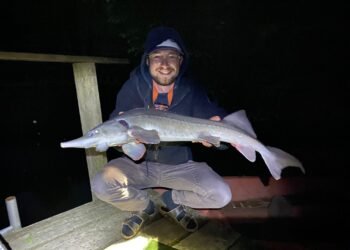 Angler präsentiert nachts einen großen gefangenen Stör auf einem Holzsteg