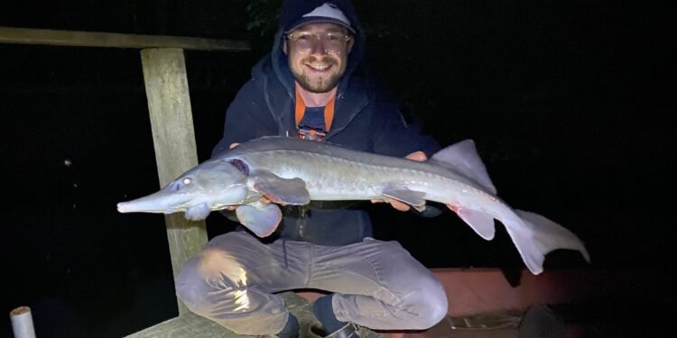 Angler präsentiert nachts einen großen gefangenen Stör auf einem Holzsteg
