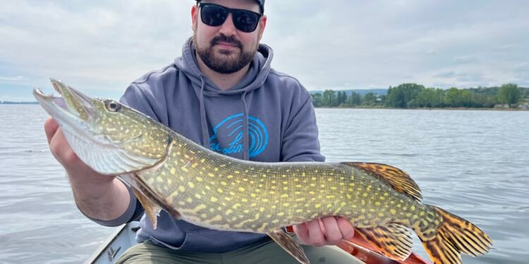Angler präsentiert einen großen gefangenen Hecht in einem Boot auf dem See