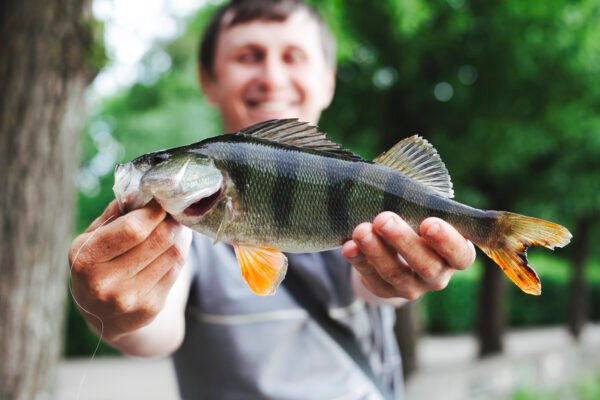 Angler hält einen großen Barsch mit aufgestellter Rückenflosse in die Kamera