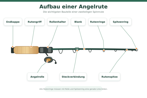 Schematischer Aufbau einer Angelrute mit Endkappe, Griff, Rollenhalter, Angelrolle, Blank, Rutenringen und Spitze