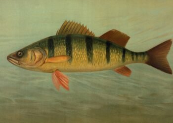 Historische Illustration eines Flussbarsches mit dunklen Querstreifen und roten Flossen