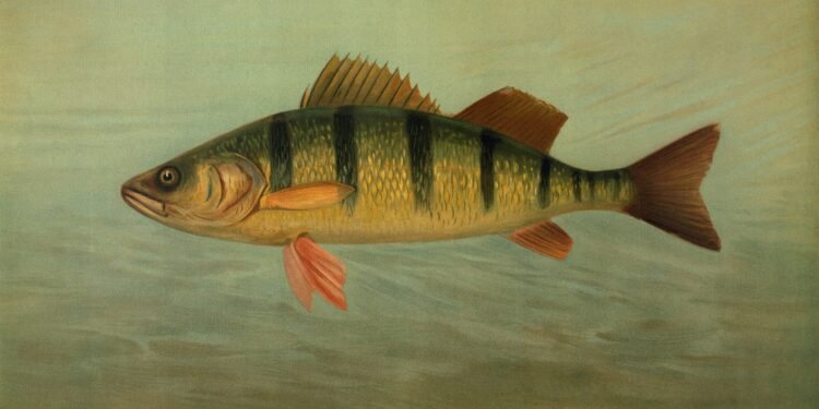 Historische Illustration eines Flussbarsches mit dunklen Querstreifen und roten Flossen