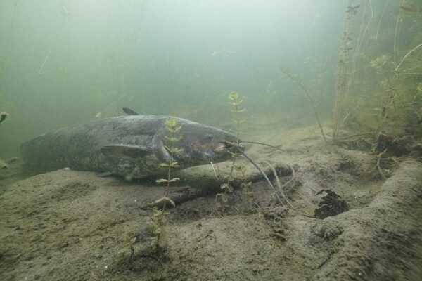 Europäischer Wels unter Wasser im Wechselsee