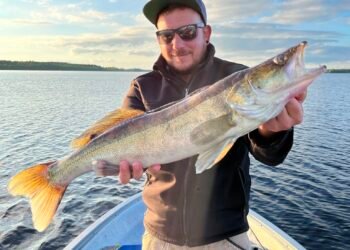 Angler hält einen großen Zander als Beispiel für die Fischarten in Norwegen