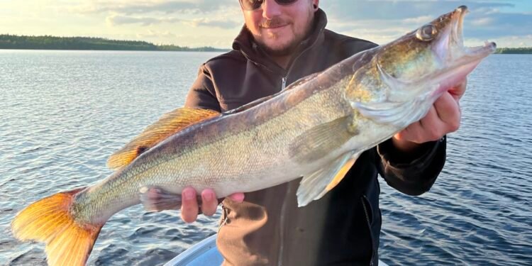 Angler hält einen großen Zander als Beispiel für die Fischarten in Norwegen