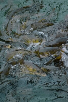 Fische suchen dicht gedrängt an der Wasseroberfläche nach ausgelegtem Futter