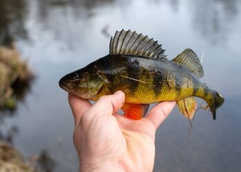 Fischen auf Egli: Köder, Montagen und Fangplätze