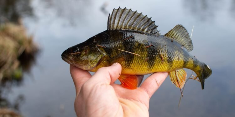 Fischen auf Egli: Köder, Montagen und Fangplätze