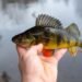 Fischen auf Egli: Köder, Montagen und Fangplätze